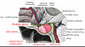 Profile Picture of Sheehan's syndrome - Wikipediaon Wikipedia