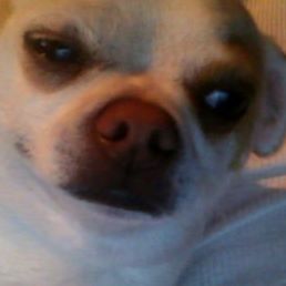 Profile Picture of Tony Perrotta (@tony.perrotta.1) on Facebook