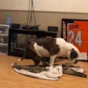 Profile Picture of Ted Cook (@tedcook025) on Youtube