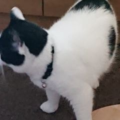 Profile Picture of Annette Davidson (@annette.davidson8) on Tiktok