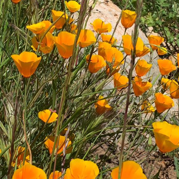 Profile Picture of Yesenia Chacon (@yesenia_chacon) on Poshmark