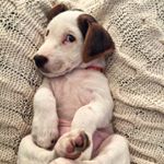 Profile Picture of ernie (@erniethefastestjackinthesouth) on Instagram