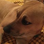 Monte Bishop-Campbell🐶 - Instagram Profile Picture of Monte Bishop-Campbell🐶 (@monte._.moo) on Instagram