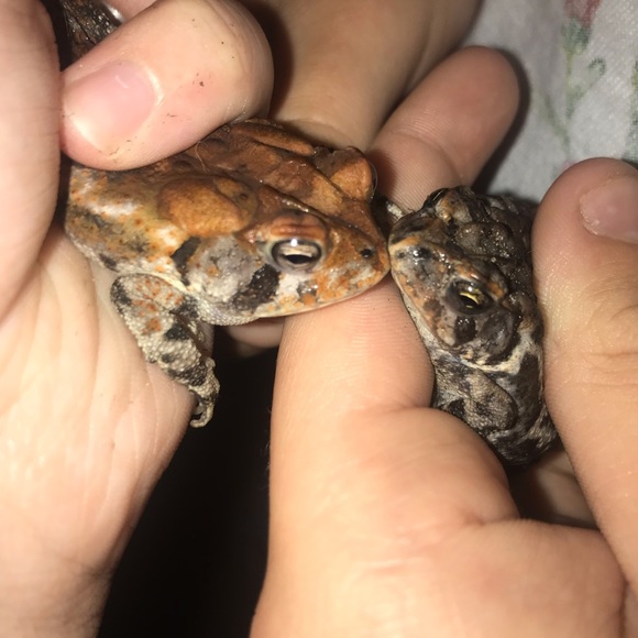 Profile Picture of Bella Hedgpeth (@squishy_rocks) on Poshmark