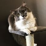 Profile Picture of Bernadette Peters (@bernadette.peters.the.cat) on Instagram