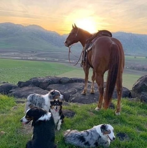 Profile Picture of Aldo efren Aranda silva (@aranda000) on Poshmark