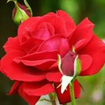 Profile Picture of abel maroto quevedo (@abelmarotoque) on Instagram