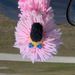 Profile Picture of Robin LaLone (@rsislandcrafts) on Pinterest