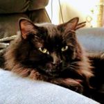 Profile Picture of Jason (@froggerturk1976) on Instagram