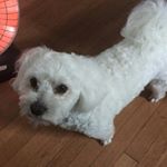 Profile Picture of Bernie Coleman (@berniesmybuddy) on Instagram
