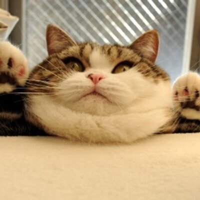 Profile Picture of André Schnabel (@0x17_de) on Twitter