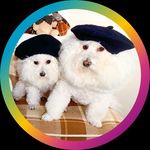 Profile Picture of matthew⭐︎sharon (@matthewsharon_tv) on Instagram