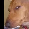 Profile Picture of Robert Quarry (@Chow) on Tiktok
