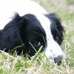 Profile Picture of Thomas Curnow (@tc_main_account) on Instagram