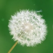 Corey Buchanan - Youtube Profile Picture of Corey Buchanan (@coreybuchanan6800) on Youtube