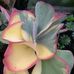 Profile Picture of Asher's Plants (@ashers.plants) on Facebook