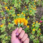 Profile Picture of Rowena Nama Tabogader (@anweor_17) on Instagram
