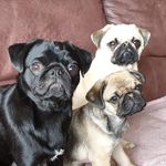 Profile Picture of Tim, Dexter, Eddie & Stanley (@timanddex) on Instagram