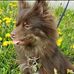 Profile Picture of Fields Poms (Dwain and Brandy Fields) (@brandy.fields.946) on Facebook