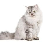 Profile Picture of Matthew Nguyen (@Matthew-Nguyen) on Facebook