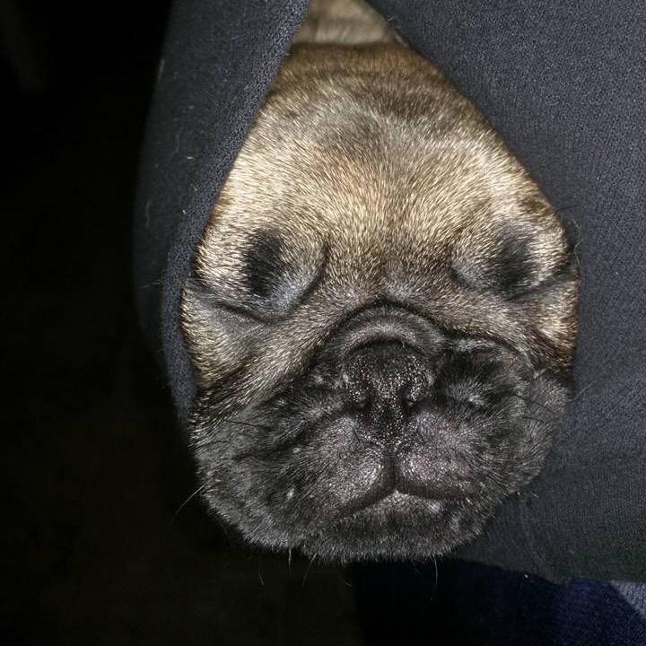Profile Picture of David Iverson955 (@@freakydog21) on Tiktok