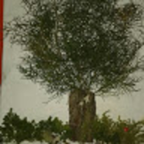 Profile Picture of Omar negro Negro (@vigarcia8678) on Poshmark