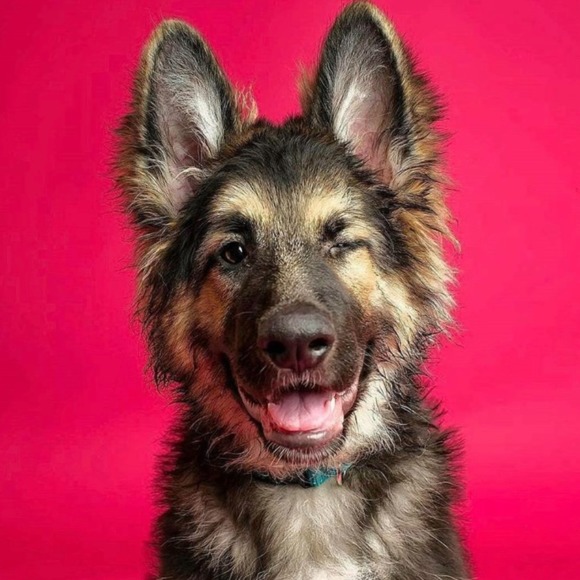 Profile Picture of Alex Knox (@alexanderknox1) on Poshmark