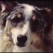 Profile Picture of Scott DeRaad (@scottderaad) on Pinterest