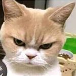 Farida Bensmaïa - Instagram Profile Picture of Farida Bensmaïa (@faridabensmaia) on Instagram