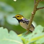 Royce Lanier - Instagram Profile Picture of Royce Lanier (@roycelanier) on Instagram