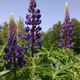 Profile Picture of Erick Lineweber (@lineweber_erick) on Twitter