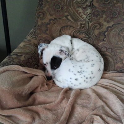 Profile Picture of Patrick Spillane (@Twitch1776) on Twitter