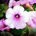 Profile Picture of Marsha Kramer (@Marsha-Kramer) on Facebook