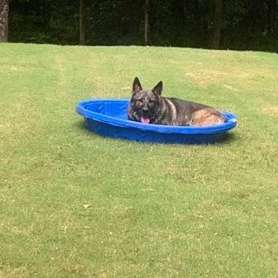 Profile Picture of Steve (@shanereb) on Twitter