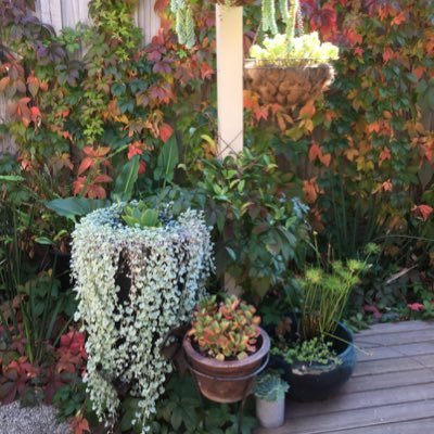 Profile Picture of Alguid (@guida_alison) on Twitter