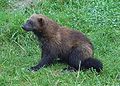 Profile Picture of Wolverineon Wikipedia