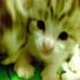 Profile Picture of Bernice Pang (@bernice.pang.7) on Facebook