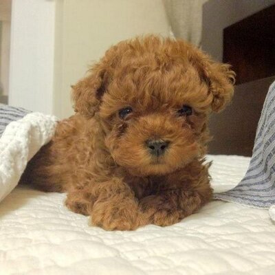Profile Picture of Jessie Chow (@Jessfly888) on Twitter