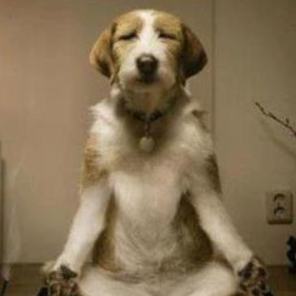 Profile Picture of Gloria Shofstall (@scottiebull) on Poshmark