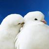 Profile Picture of bharvi8866 (@@bharvipatel88) on Tiktok