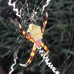 Profile Picture of Joseph Ostroski (@joseph.ostroski) on Instagram