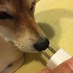 Profile Picture of Paul:) (@doggi.lick) on Instagram