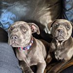 Profile Picture of Floyd & Nazzy Webb (@floyd_n_nazzy_bluestaffs) on Instagram