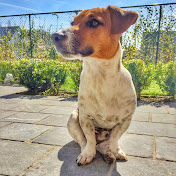 Profile Picture of Goose Pamperl (@goosepamperl5451) on Youtube