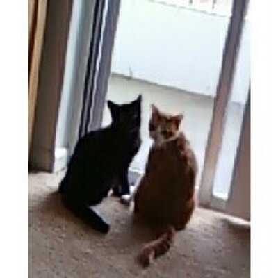 Profile Picture of Angie Brant (@AngieBrant1) on Twitter