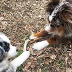 Profile Picture of Rachael Herren Montgomery (@winnie.and.sam.are.dogs) on Instagram