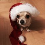 Profile Picture of Richard Que Bonito (@doggo_ryszard) on Instagram