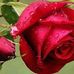 Profile Picture of Fatemeh Shirkhanloo (@fatemeh.shirkhanloo.3) on Facebook