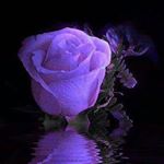 Profile Picture of Heather McIntyre (@heather.mcclintock.161) on Instagram