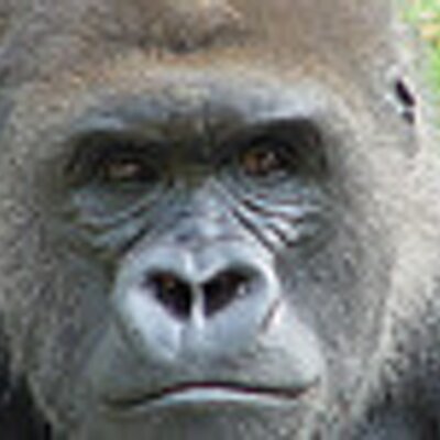 Profile Picture of James Cullen (@GorillaGutters) on Twitter